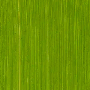 Michael Harding Oil 40ml Series 4 Cadmium Green