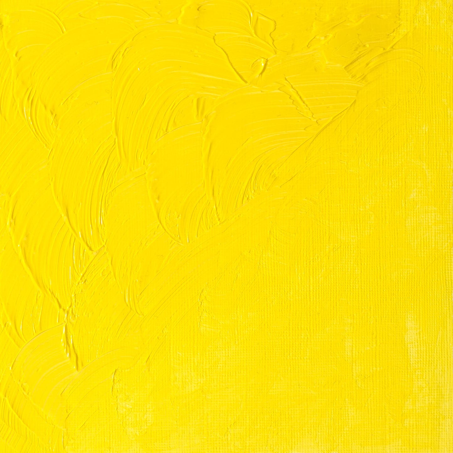 Winton Oil Colour 200ml Cadmium Lemon Hue - theartshop.com.au