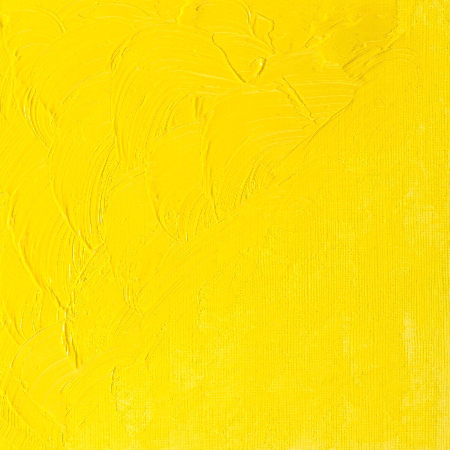 Winton Oil Colour 200ml Cadmium Lemon Hue - theartshop.com.au